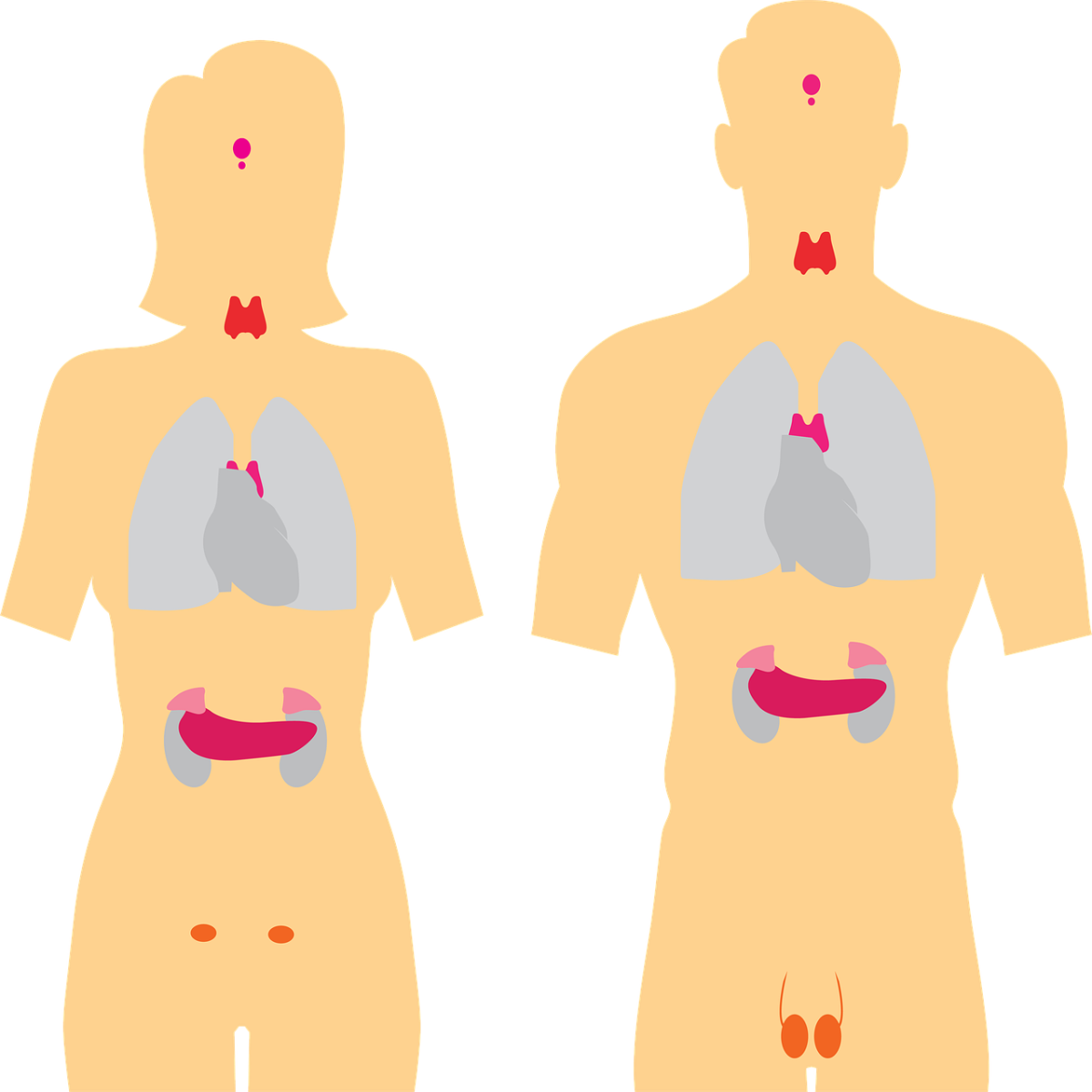 Naturopathe pour femmes enceintes avec tarifs à Saint-Raphaël Agay 83