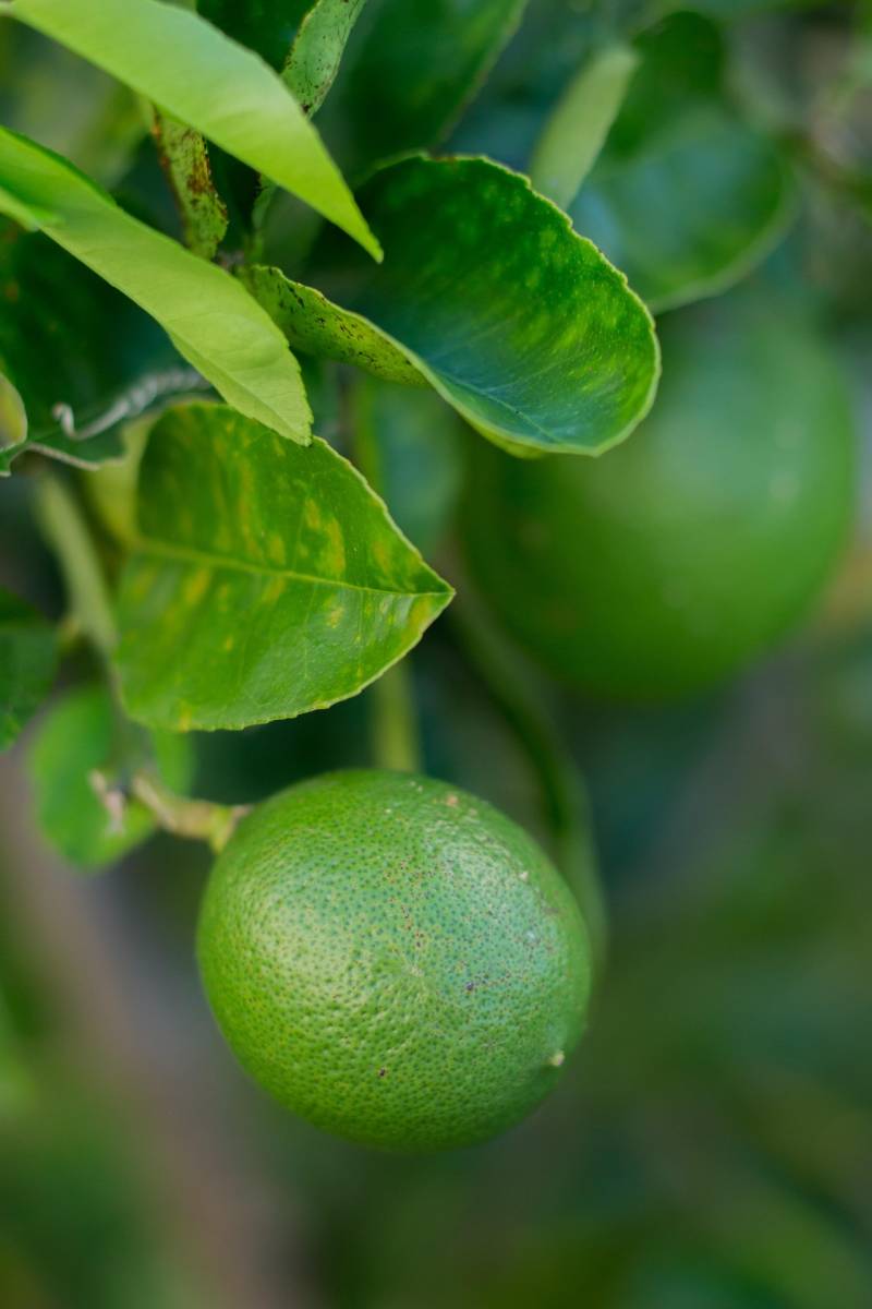 Naturopathie pour trouble digestif avec tarifs à Saint-Raphaël Agay 83