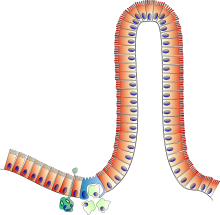 Notre zone d'activité pour ce service Trouver un naturopathe pour effectuer un bilan d'iridologie à